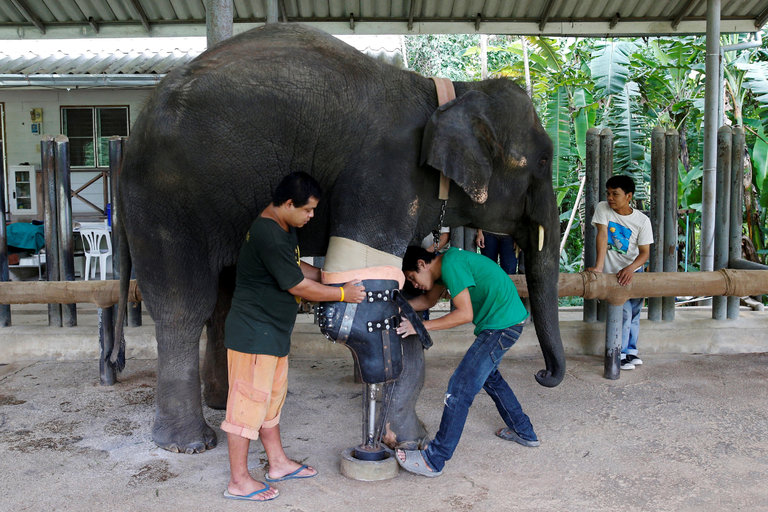 elephant with prosthetic leg