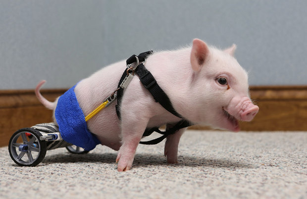 pig with prosthetics