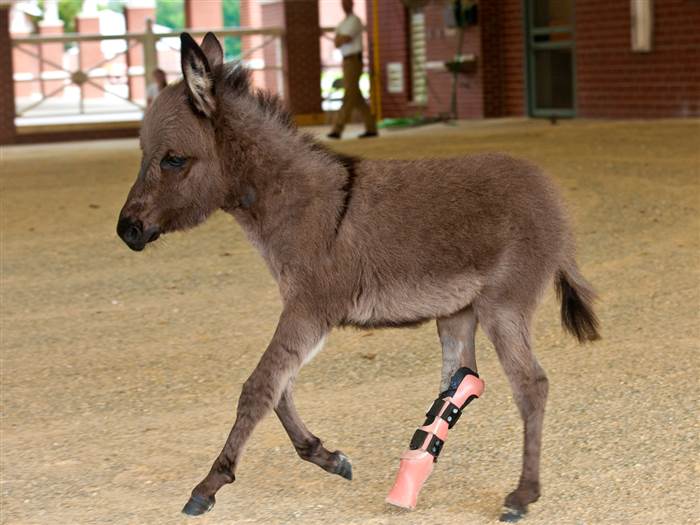 donkey with prosthetic leg