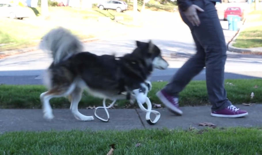 dog with prosthetic legs