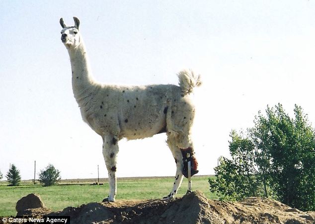 llama with prosthetic leg