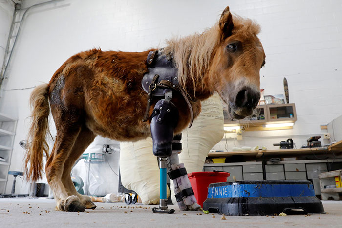mini horse with prosthetic leg