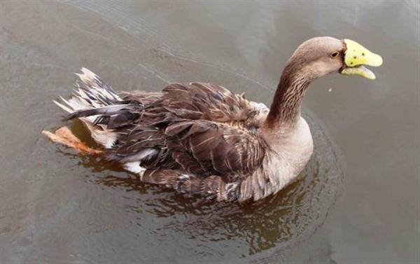 goose with prosthetic beak